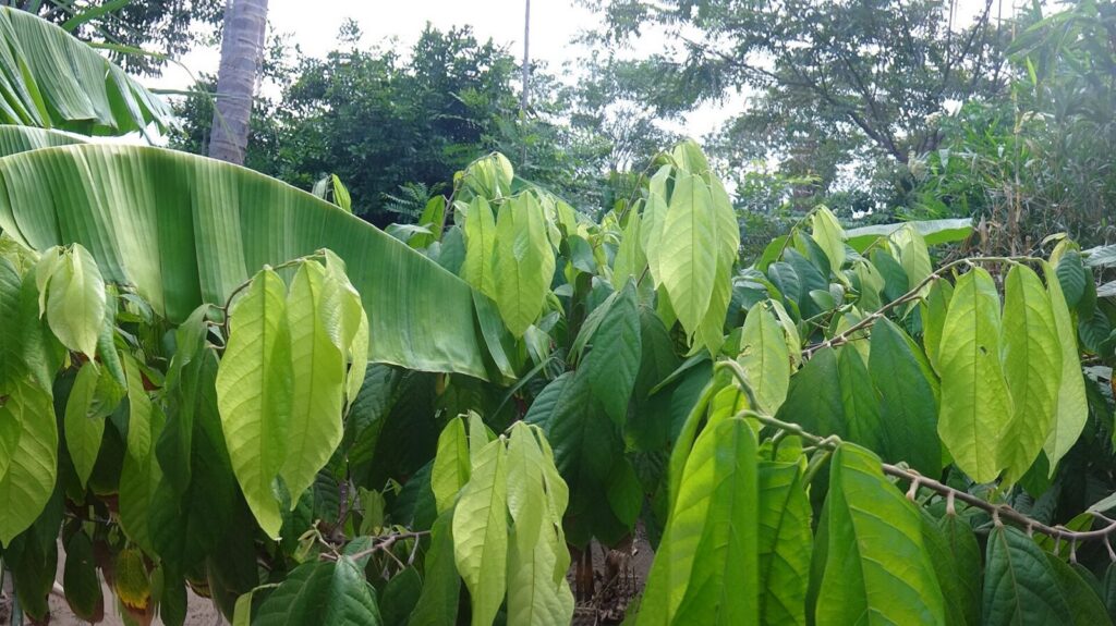 Mazorcas de cacao en una plantación, listas para la cosecha, representando la producción del grano en Colombia