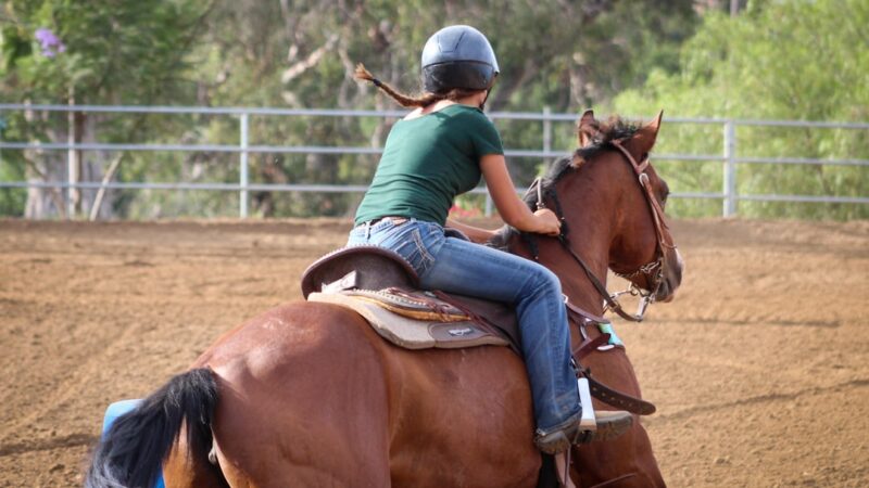 Un caballo en un espacio abierto durante una sesión de doma respetuosa