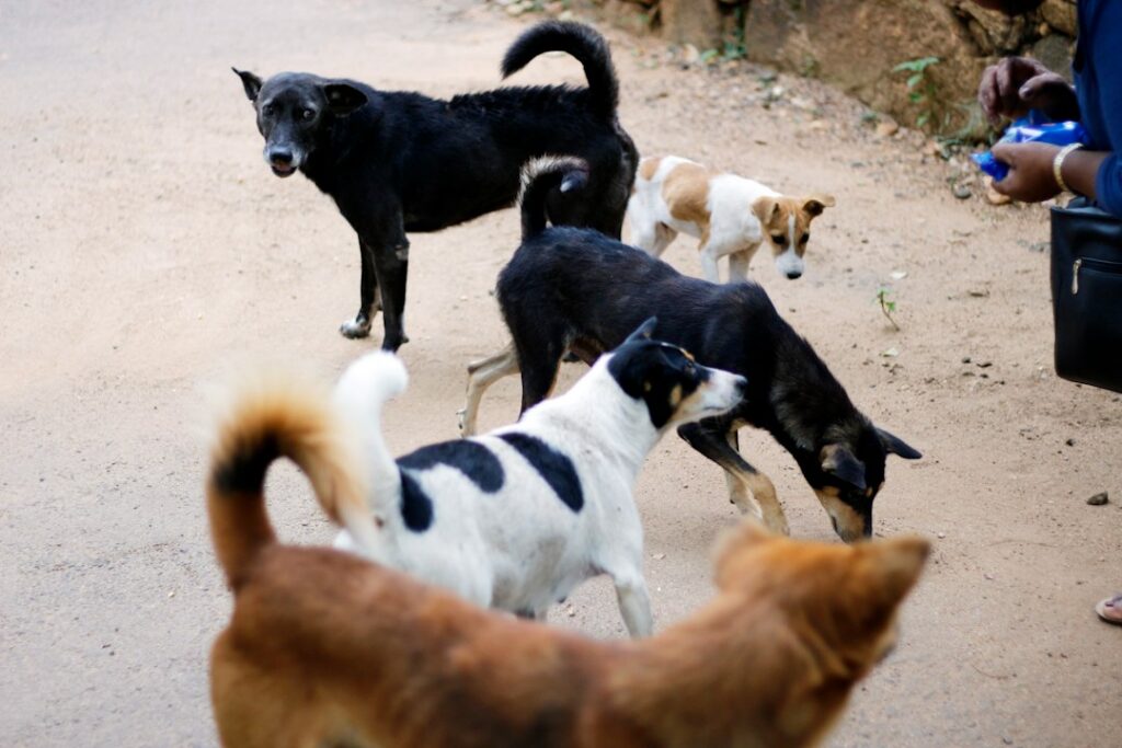 Perro durante una jornada de vacunación antirrábica, campaña clave para la eliminación de la rabia transmitida por perros