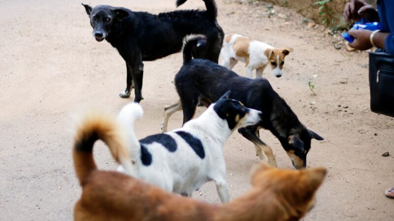 Perro durante una jornada de vacunación antirrábica, campaña clave para la eliminación de la rabia transmitida por perros