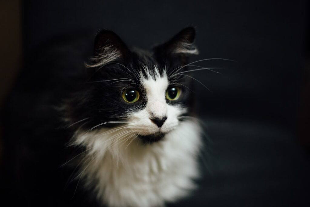 Gato doméstico mirando a la cámara, imagen ilustrativa de la experiencia del Museo del Gato en Ciudad de México