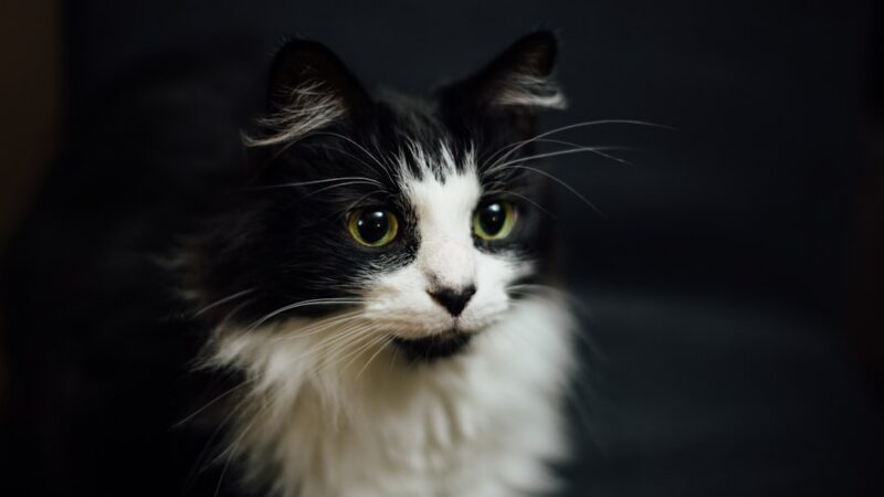 Gato doméstico mirando a la cámara, imagen ilustrativa de la experiencia del Museo del Gato en Ciudad de México