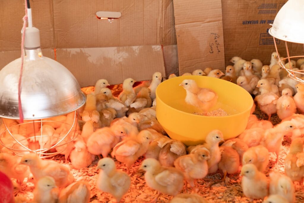 Gallinas en una granja avícola, representando la producción avícola colombiana que busca proteger el convenio de sanidad animal