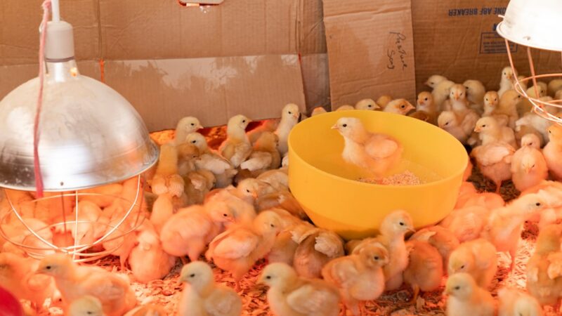 Gallinas en una granja avícola, representando la producción avícola colombiana que busca proteger el convenio de sanidad animal