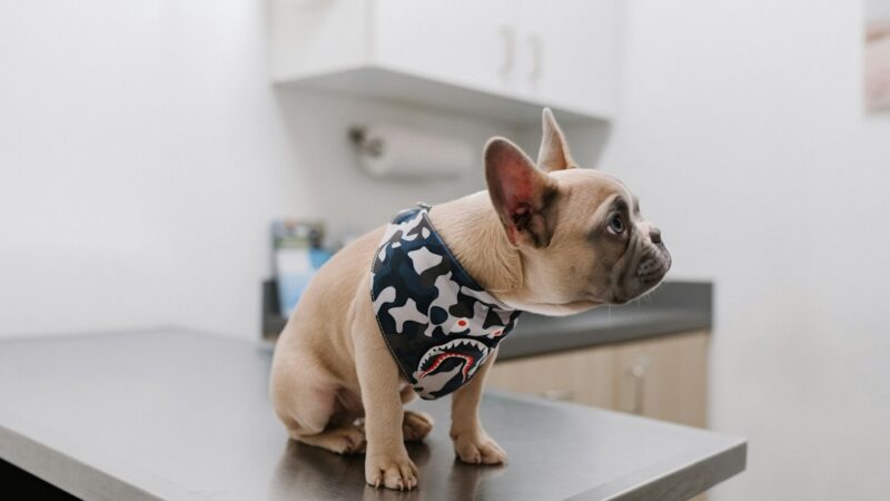 Perrita siendo atendida en una clínica veterinaria durante su recuperación