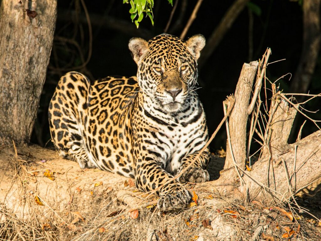 Gato silvestre sudamericano de la especie Leopardus observado entre la vegetación