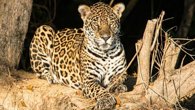 Gato silvestre sudamericano de la especie Leopardus observado entre la vegetación