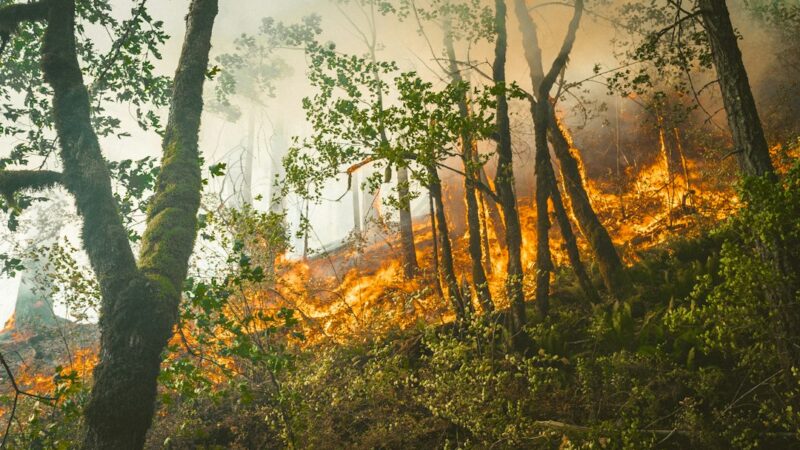 Llamas y humo avanzan sobre la vegetación en una ladera durante un incendio forestal