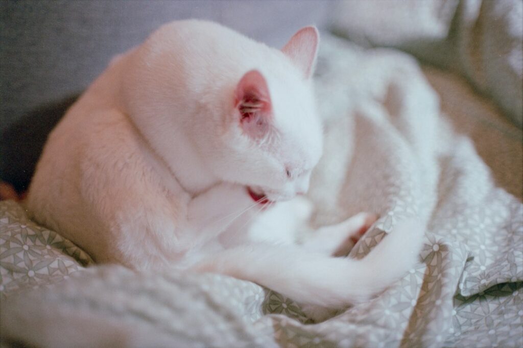 Gato lamiendo su pelaje mientras descansa en casa, una conducta natural que puede volverse compulsiva