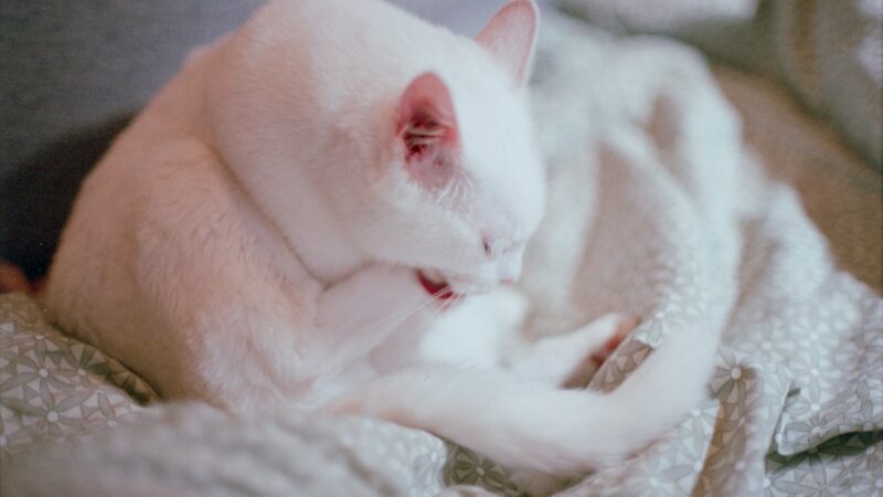 Gato lamiendo su pelaje mientras descansa en casa, una conducta natural que puede volverse compulsiva