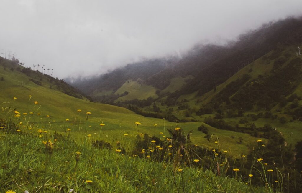Paisaje de páramo en el Parque Natural Regional Cerro Páramo de Miraflores, en el Huila, donde fue hallada la nueva especie de planta