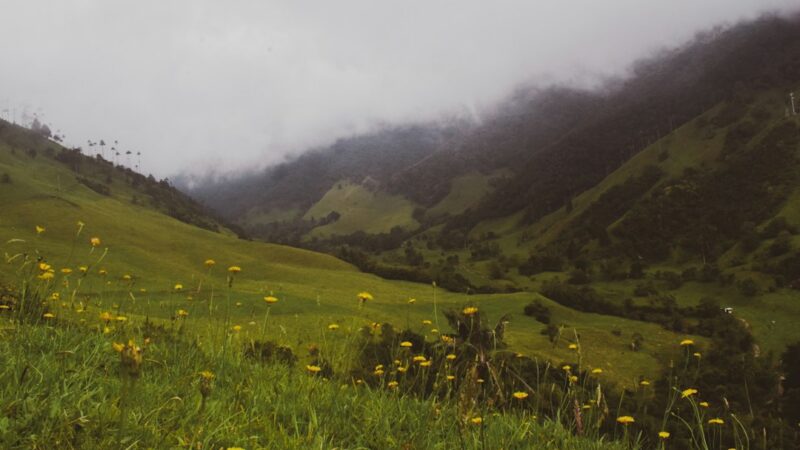 Paisaje de páramo en el Parque Natural Regional Cerro Páramo de Miraflores, en el Huila, donde fue hallada la nueva especie de planta