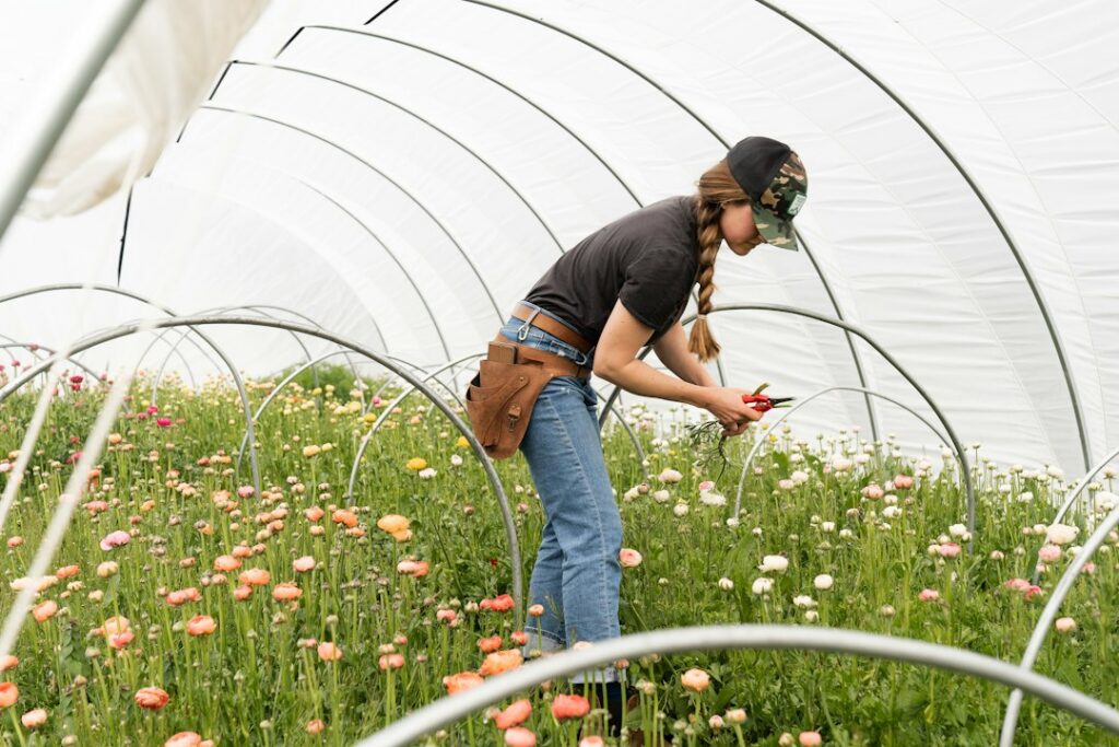 Cultivo de flores bajo invernadero, actividad propia de la floricultura colombiana de exportación