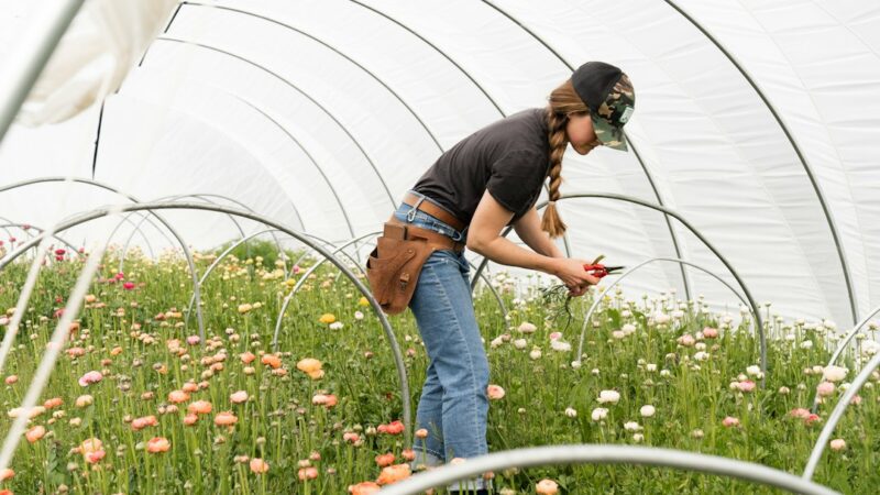 Cultivo de flores bajo invernadero, actividad propia de la floricultura colombiana de exportación