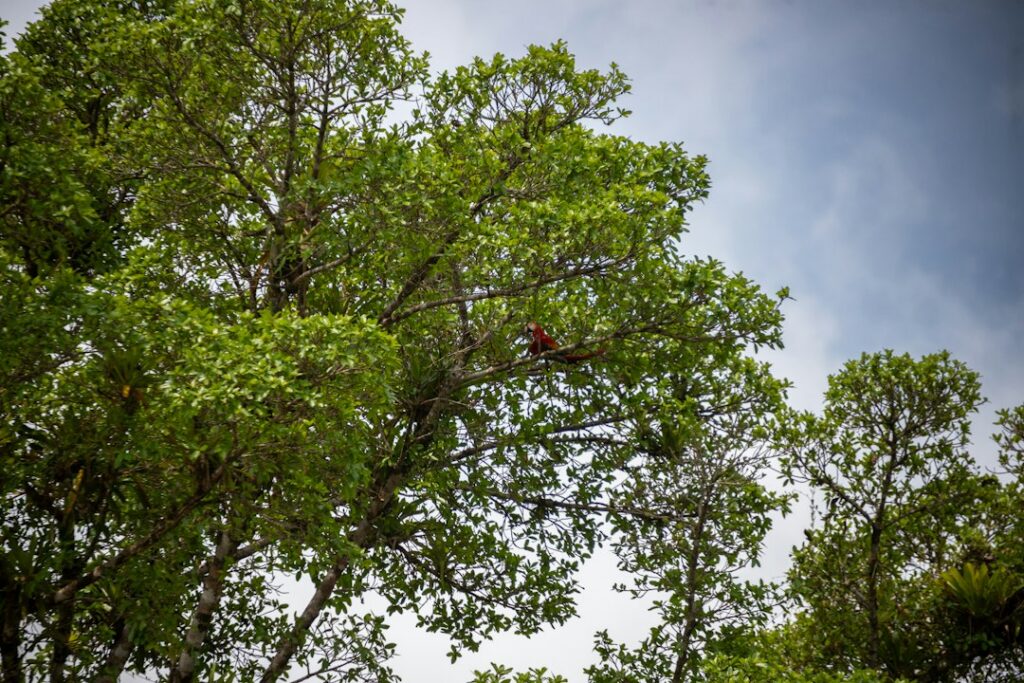 Vista del dosel de un bosque amazónico conservado, ecosistema al que apuntan las estrategias de protección analizadas en el estudio.