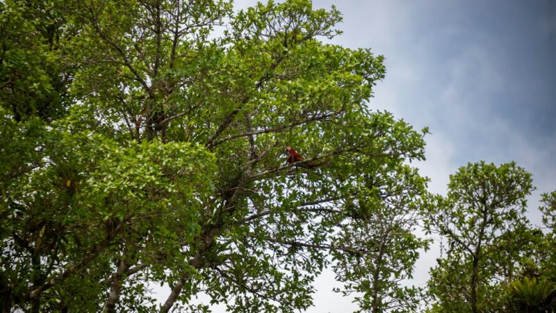 Vista del dosel de un bosque amazónico conservado, ecosistema al que apuntan las estrategias de protección analizadas en el estudio.