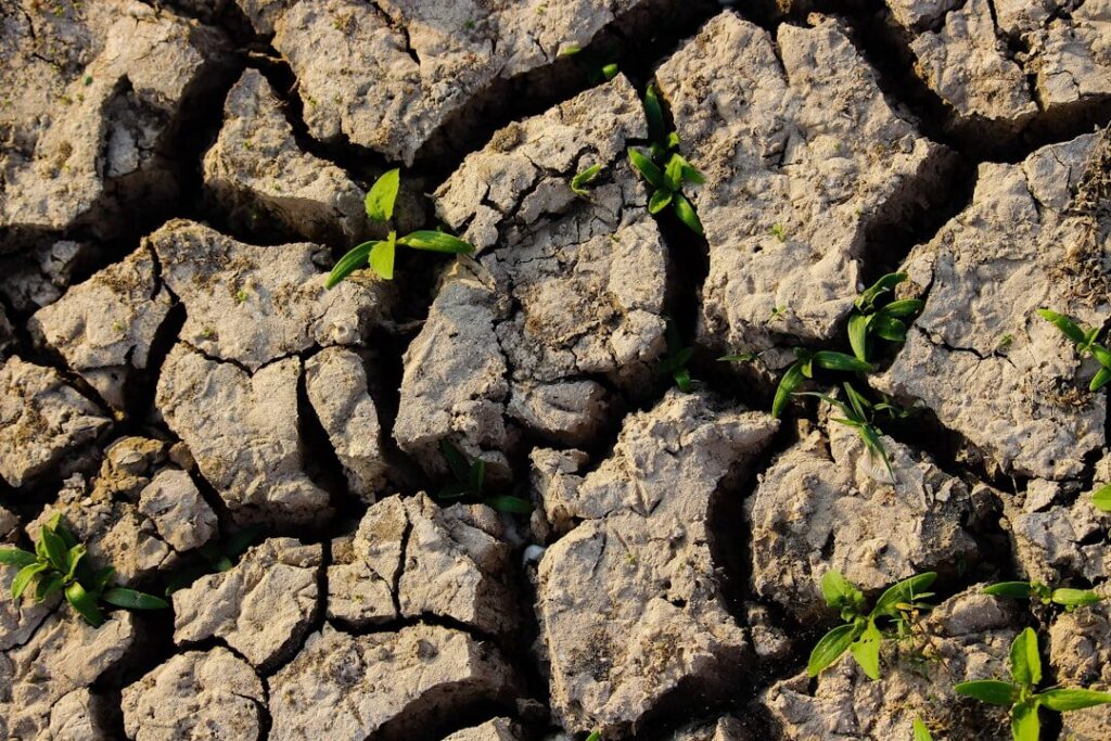 Campo agrícola con suelo seco y agrietado durante una temporada de sequía, escenario asociado al fenómeno de El Niño