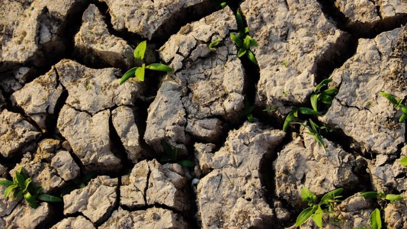Campo agrícola con suelo seco y agrietado durante una temporada de sequía, escenario asociado al fenómeno de El Niño