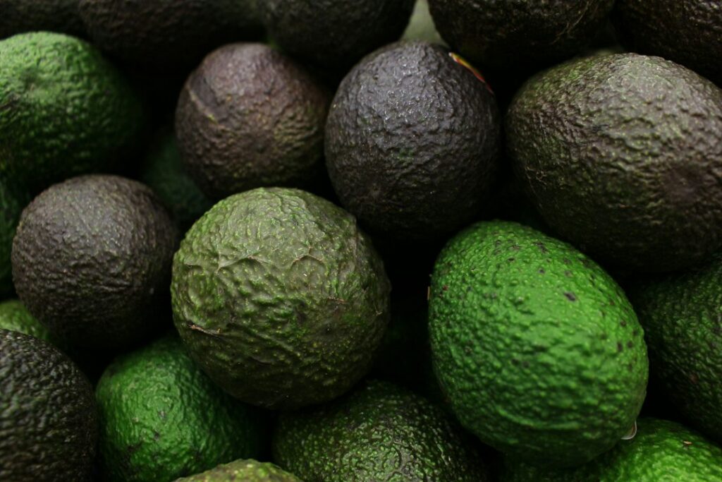 Aguacates Hass en una plantación colombiana, fruta que representó US$375 millones en exportaciones durante 2025