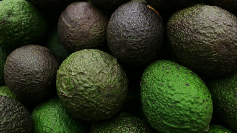 Aguacates Hass en una plantación colombiana, fruta que representó US$375 millones en exportaciones durante 2025