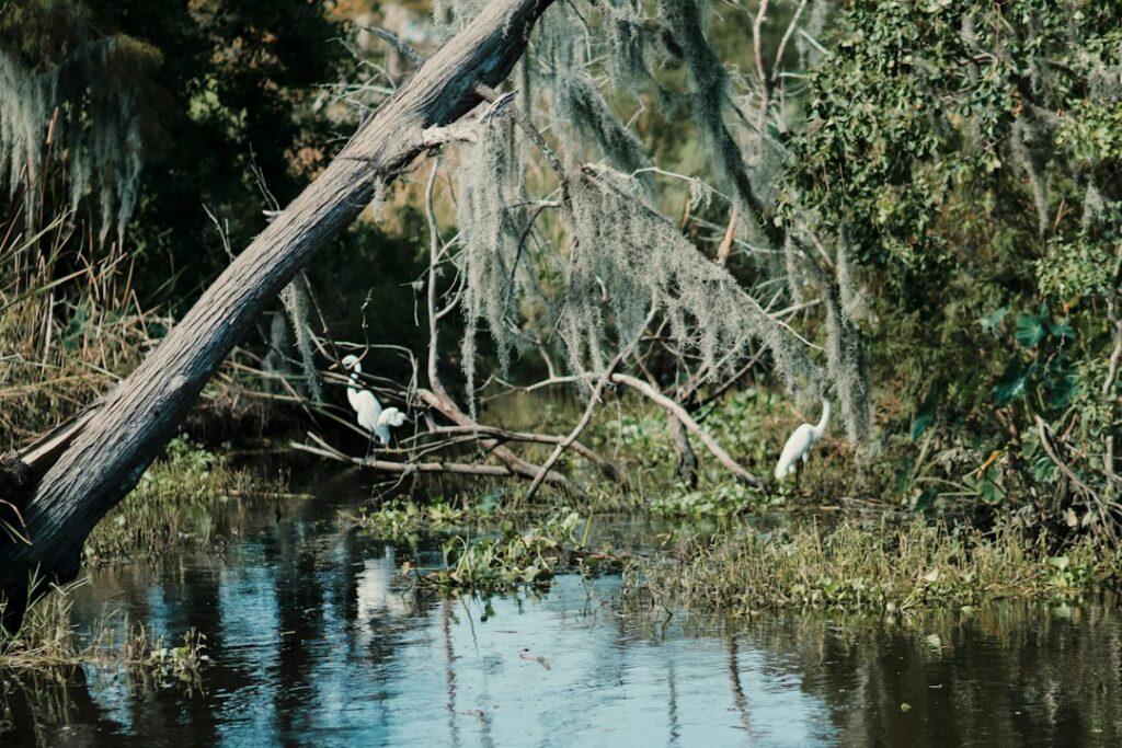 Un manatí antillano en aguas tranquilas; la especie está en peligro de extinción en Colombia.