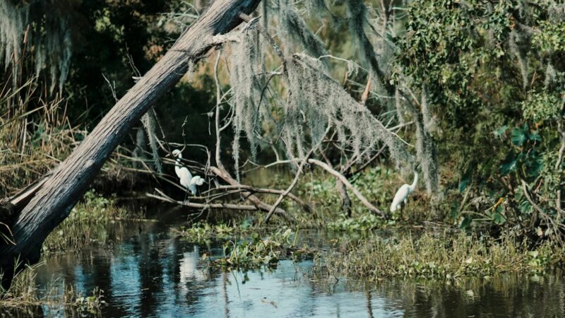 Un manatí antillano en aguas tranquilas; la especie está en peligro de extinción en Colombia.