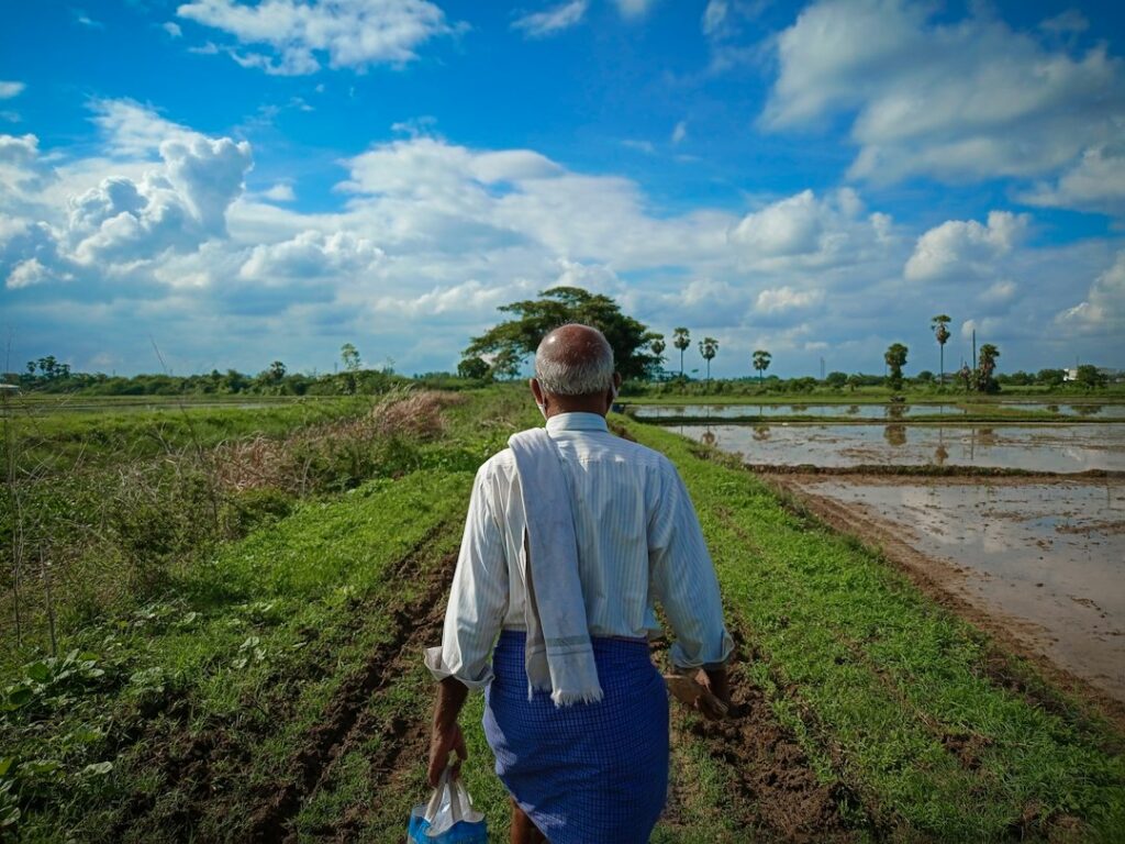 Cultivos en un campo afectado por la sequía durante el fenómeno de El Niño