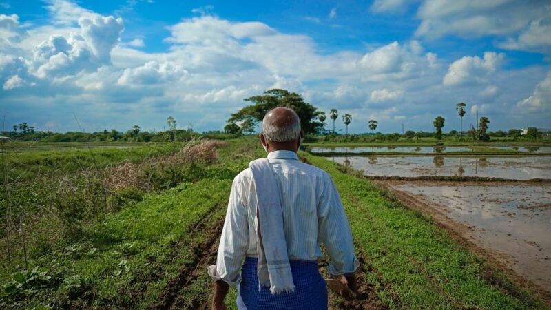 Cultivos en un campo afectado por la sequía durante el fenómeno de El Niño