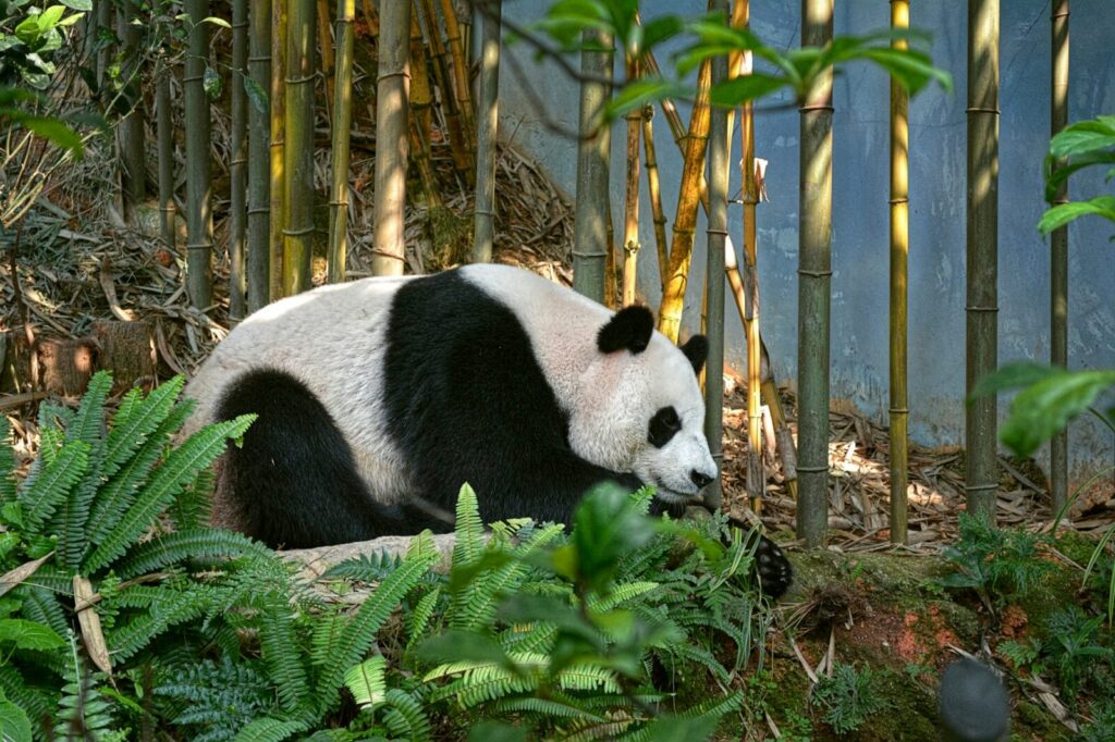 Panda gigante en su entorno natural o de zoológico, uno de los ejemplares cedidos por China y de los principales símbolos del país