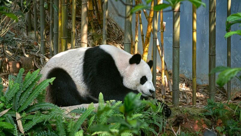 Panda gigante en su entorno natural o de zoológico, uno de los ejemplares cedidos por China y de los principales símbolos del país