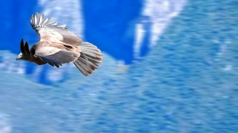 Un cóndor de los Andes en vuelo sobre las montañas, especie conservada en el programa del Parque Jaime Duque