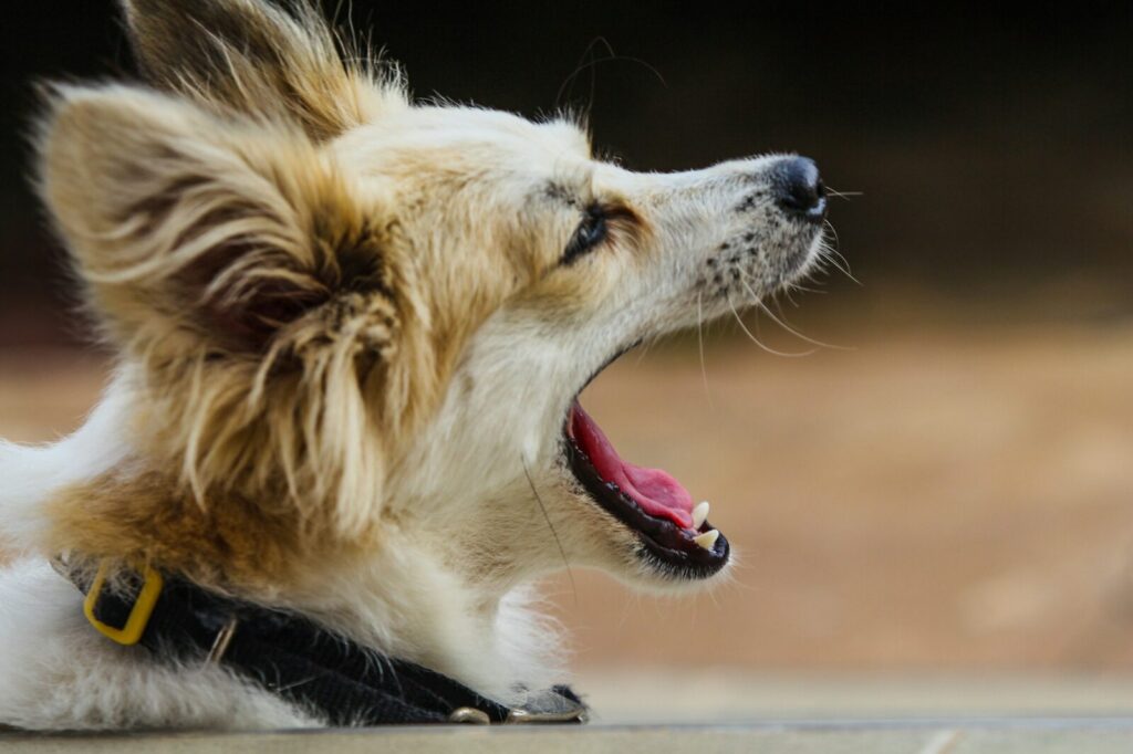 Un perro bosteza de路上 cerca mientras descansa; el gesto suele asociarse al cansancio, aunque también puede estar asociado al estrés o al aburrimiento.