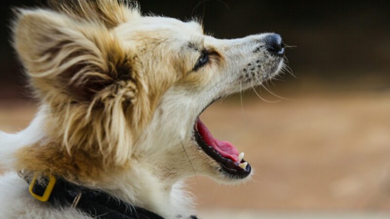 Un perro bosteza de路上 cerca mientras descansa; el gesto suele asociarse al cansancio, aunque también puede estar asociado al estrés o al aburrimiento.