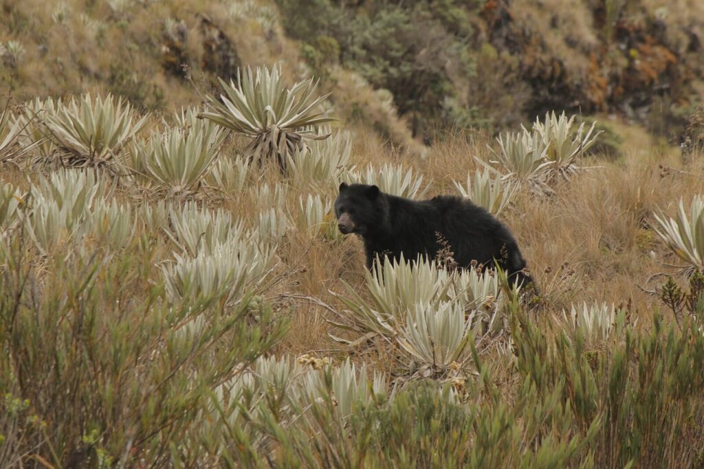 Oso andino y aves como el copetón son parte de la fauna que habita en Bogotá y sus alrededores