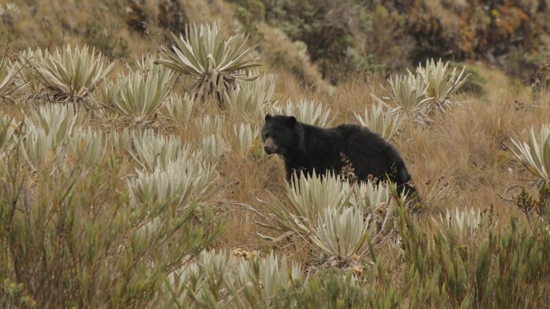 Oso andino y aves como el copetón son parte de la fauna que habita en Bogotá y sus alrededores