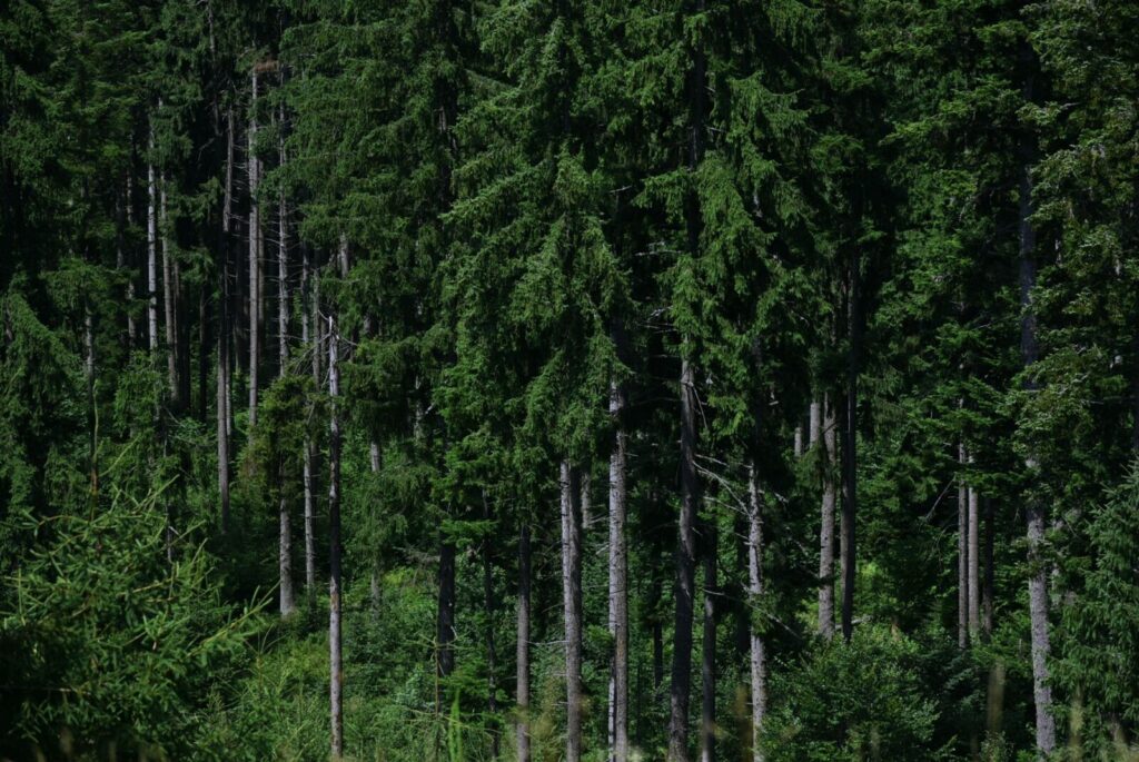 Bosque conservado como representación de los proyectos vinculados a los mercados de carbono