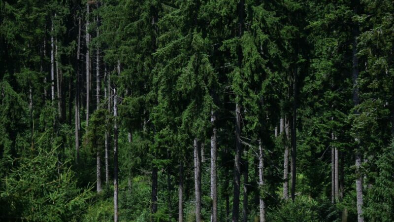 Bosque conservado como representación de los proyectos vinculados a los mercados de carbono