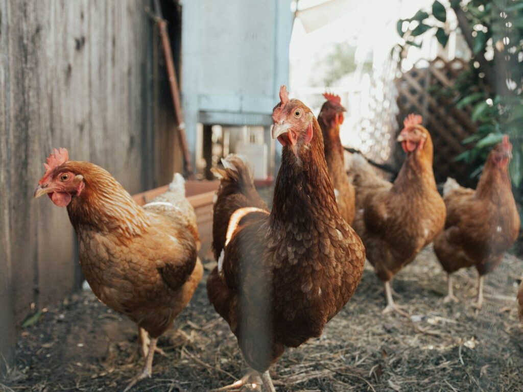 Gallinas en una granja avícola junto a instalaciones de producción de huevos