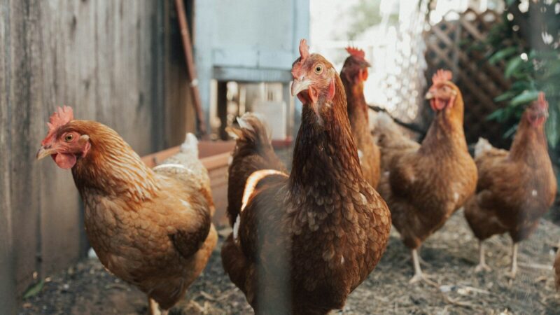 Gallinas en una granja avícola junto a instalaciones de producción de huevos