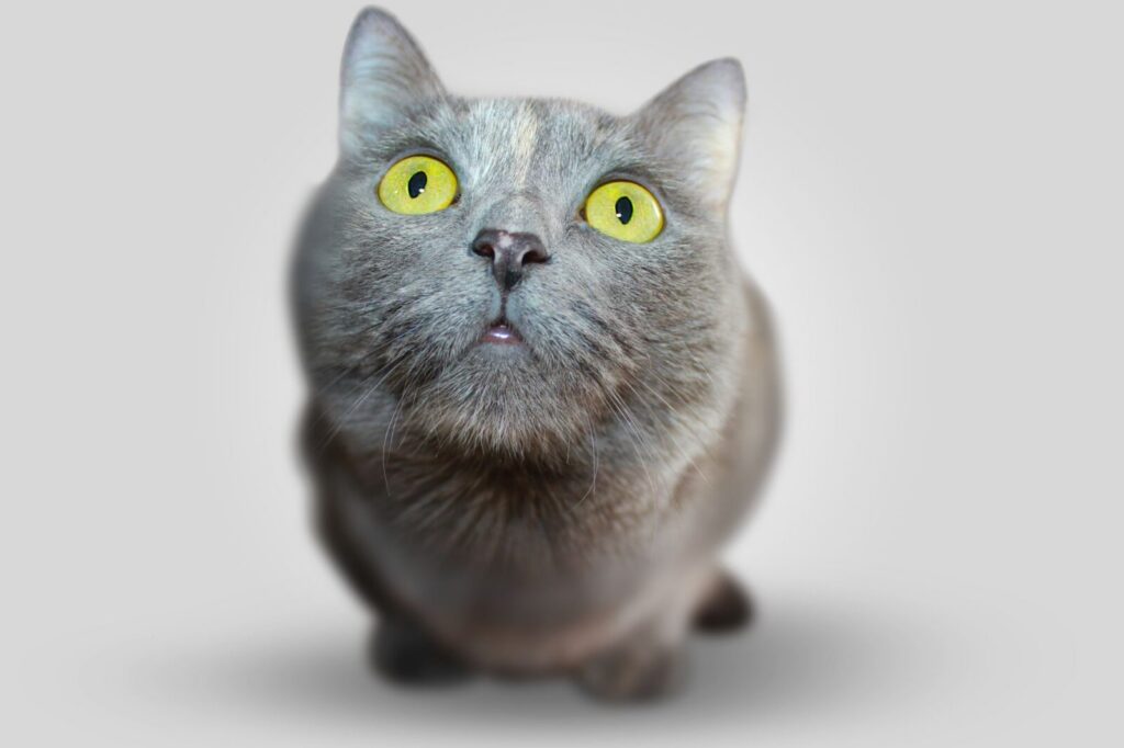 Gato doméstico atendido durante una revisión veterinaria en un entorno de cuidado animal
