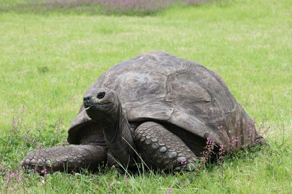 Tortuga gigante de Aldabra en un entorno natural, especie a la que pertenece Jonathan