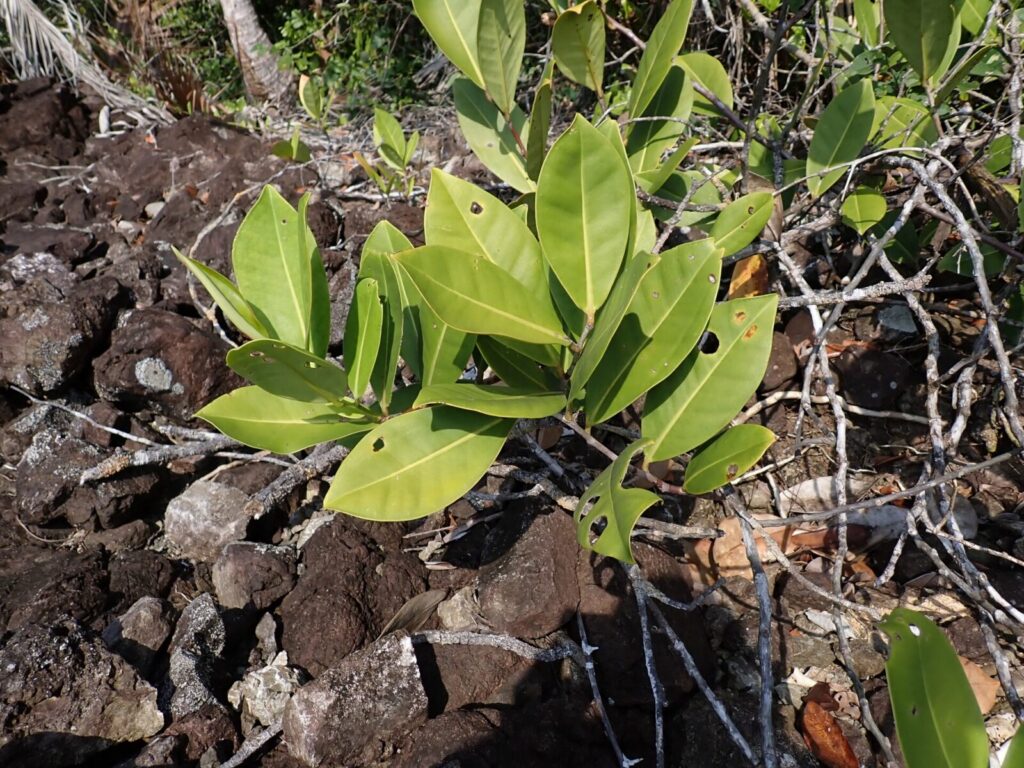 Manglar costero en el entorno de Bahía Solano, Chocó, en el Pacífico colombiano.