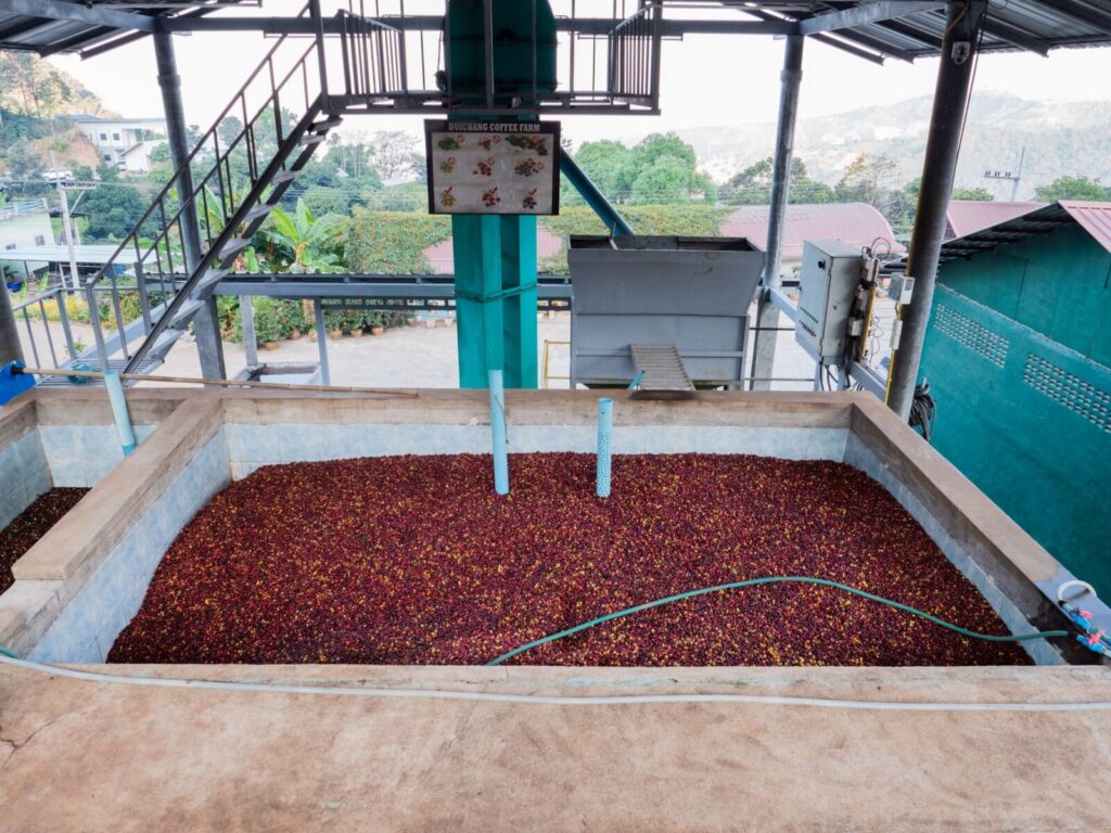 Granos de café en una planta de procesamiento y almacenamiento