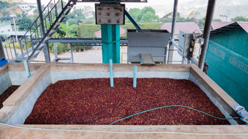 Granos de café en una planta de procesamiento y almacenamiento
