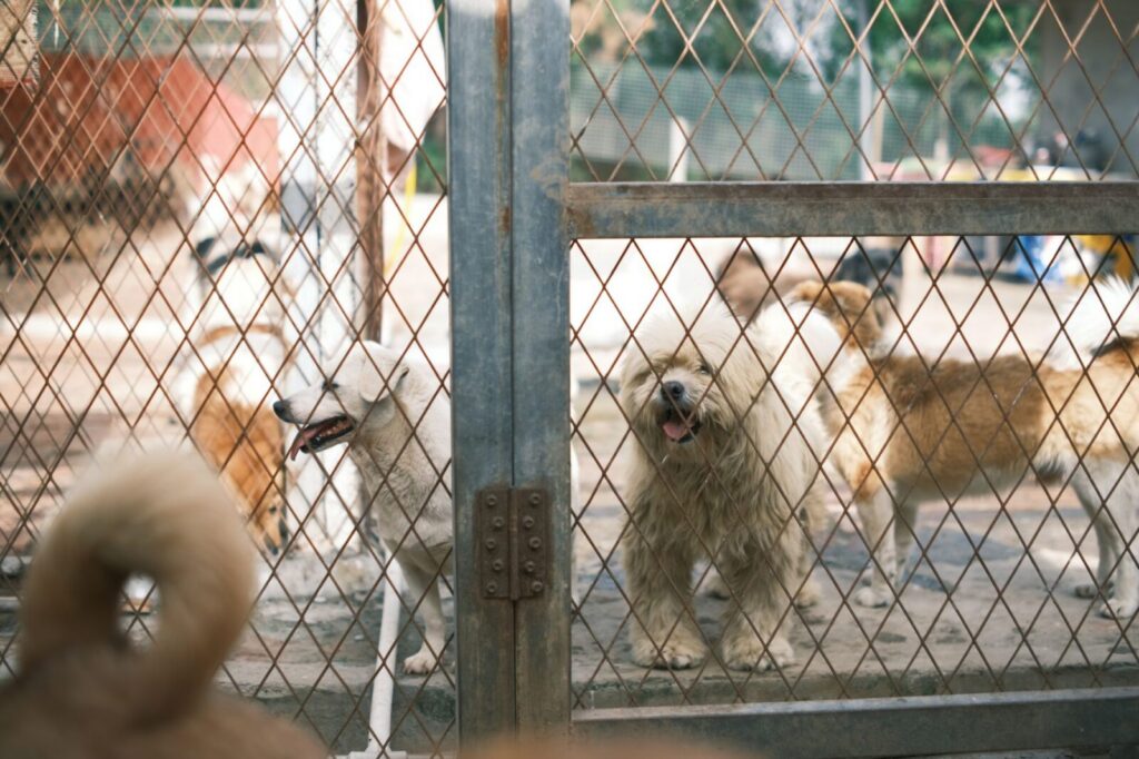 Perrita adulta en un espacio de refugio mientras espera encontrar una familia adoptiva