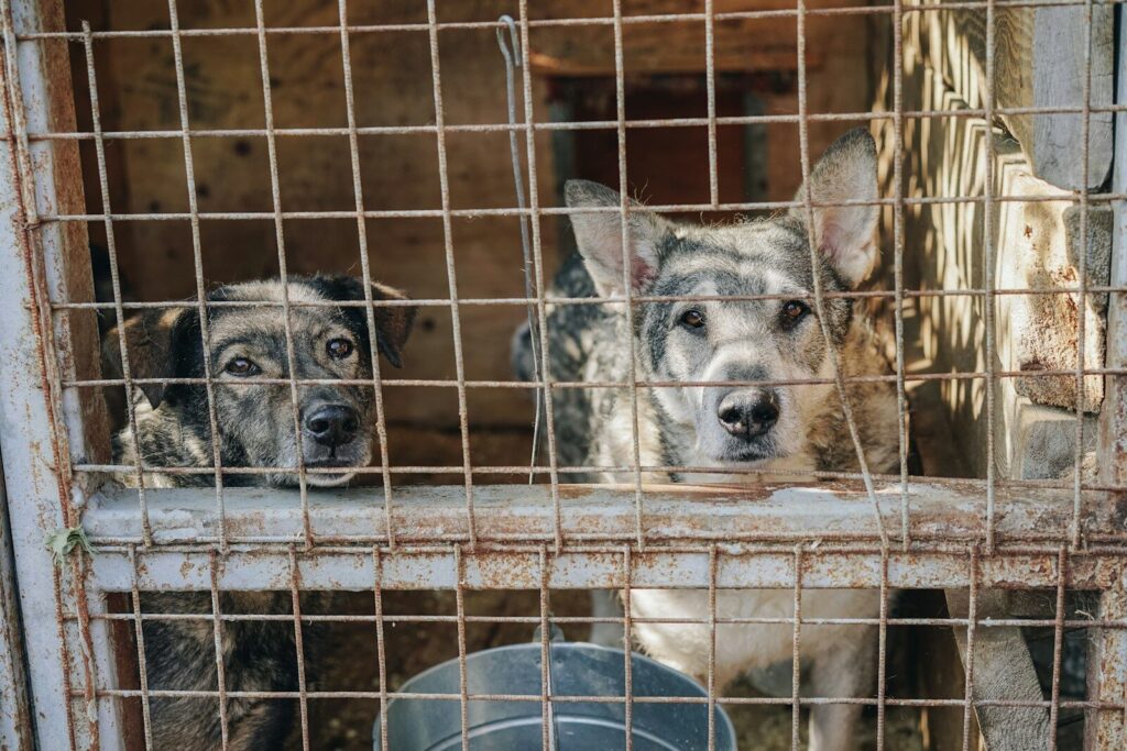 Animales de compañía en un espacio de cuidado y protección