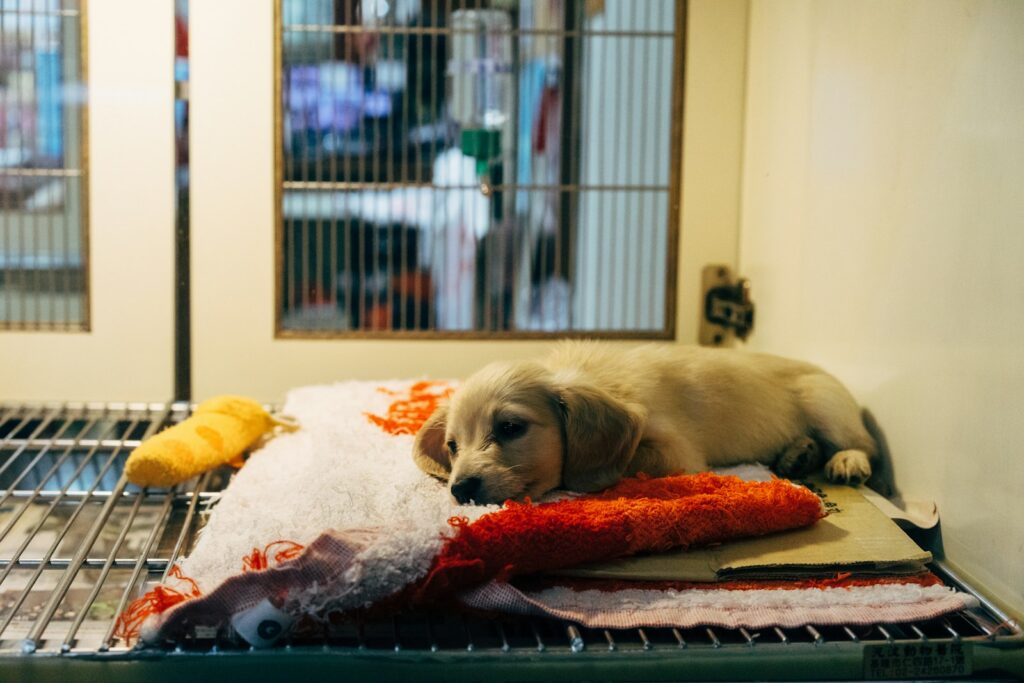 Perros rescatados durante un proceso de recuperación veterinaria