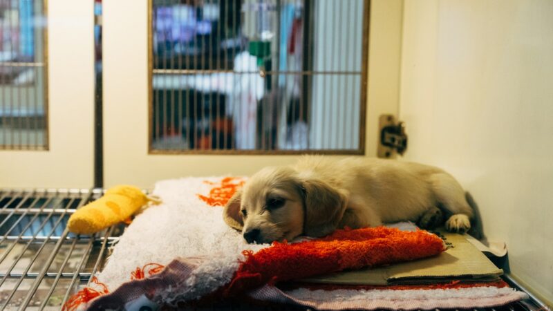 Perros rescatados durante un proceso de recuperación veterinaria