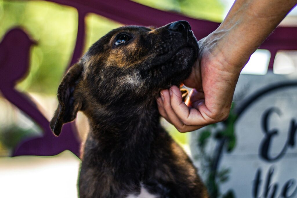 Personal de rescate atiende a un animal en un espacio de protección