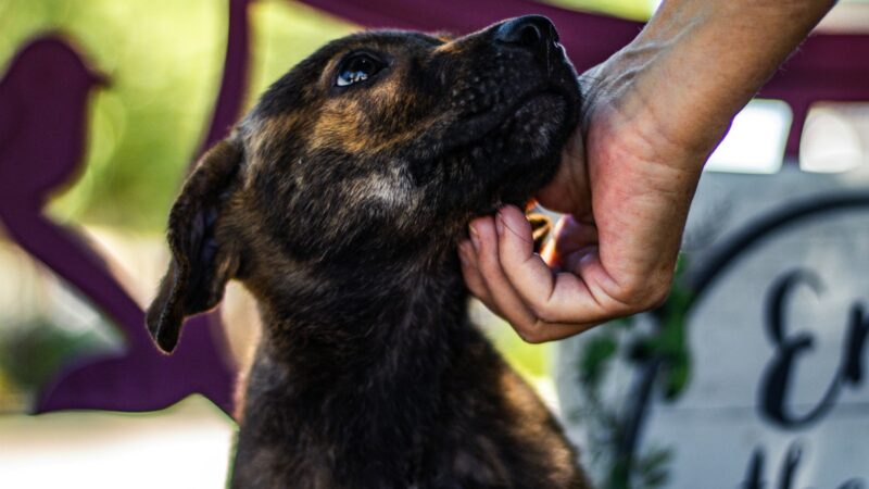 Personal de rescate atiende a un animal en un espacio de protección